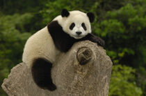 Giant panda baby. Wolong China Conservation and Research Center. Sichuan, China. Pete Oxford / Danita Delimont by Danita Delimont