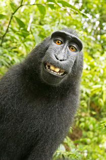 Asia, Indonesia, Sulawesi.  Crested black macaque. Self-portrait ('monkey selfie'). David Slater / Danita Delimont by Danita Delimont