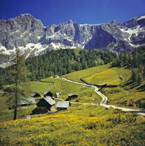 Austria, Dachstein Alps. Buttercups fill the meadows near hay barns. A World Heritage Site. Ric Ergenbright / Danita Delimont by Danita Delimont