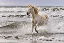 Camargue horse running out of surf, southern France Adam Jones / Danita Delimont von Danita Delimont
