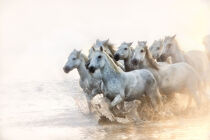 White horses of Camargue running in the Mediterranean surf at sunrise. Sheila Haddad / Danita Delimont by Danita Delimont
