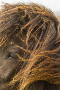 Iceland. Close-up of Icelandic horse's head. Cathy & Gordon Illg / Jaynes Gallery / Danita Delimont. by Danita Delimont