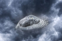 Canada. Composite of female snowy owl in flight. Jaynes Gallery / Danita Delimont von Danita Delimont