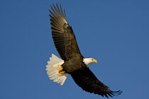 Bald Eagle, Haliaeetus leucocephalus, Homer, Alaska. David Northcott / Danita Delimont von Danita Delimont
