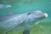 Bottlenose Dolphin (Tursiops truncatus), Roatan, Bay Islands, Honduras Stuart Westmorland / Danita Delimont von Danita Delimont