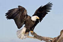 Bald Eagle (Haliaeetus leucocephalus) with wings spread. Charles Sleicher / Danita Delimont by Danita Delimont