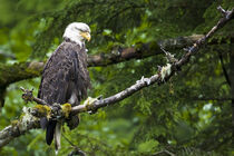 Raptor Center, Sitka, Alaska. Close-up of a bald eagle. Janet Muir / Danita Delimont von Danita Delimont