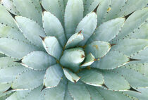 Phoenix, Desert Botanical Museum, Agave (Agave macroacantha) Rob Tilley / Danita Delimont by Danita Delimont