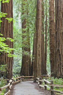 California. Trail through Muir Woods National Monument. Don Paulson / Jaynes Gallery / Danita Delimont by Danita Delimont