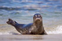 California, La Jolla. A seal on a beach along the Pacific Coast. by Danita Delimont