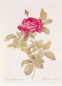 Rosa Gallica Pontiana von Pierre Joseph Redoute