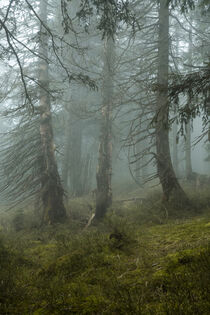 'Mystische Nebelstimmung im Bergfichtenwald 8' by Holger Spieker