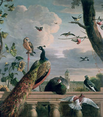 Palace of Amsterdam with Exotic Birds  von Melchior de Hondecoeter