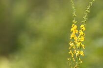 Zwei kleine Blumen in der Sommerwiese von other-view