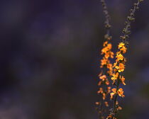 Zwei kleine gelbe Blumen von other-view