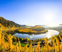 Die Moselschleife bei Bremm im Herbst, Gelbe Weinberge, Sonnenaufgang von jan Wehnert