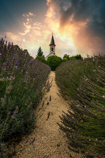 Lavendel Feld, Lavendel Farm, Sonnenuntergang, Balaton in Ungarn by jan Wehnert