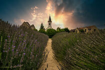 Lavendel Feld, Lavendel Farm, Sonnenuntergang, Balaton in Ungarn by jan Wehnert