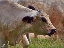 White Galloway by Edgar Schermaul