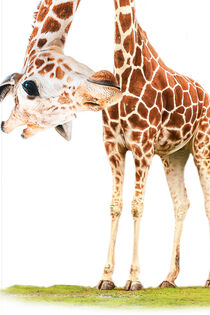 Funny Giraffe von mutschekiebchen