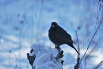 Amsel im Schnee von waldlaeufer