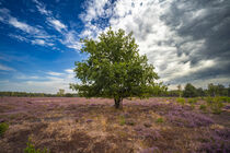 Baum in der blühenden Heidelandschaft by Holger Spieker