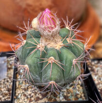 beautiful cactus plant with flower bud von Heike Loos