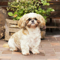 Shih Tzu / 5