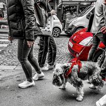 Schnauzer In Red by O.L.Sanders Photography