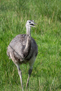 Großer Emu by freedom-of-art