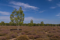 Birke in der Heidelandschaft by Holger Spieker