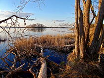 Das Paradies der Biber am Parsteiner See by captainsilva