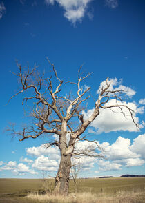 Alter Baum von olliventure