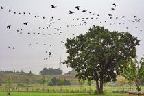 Gänseflug by Edgar Schermaul