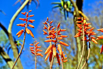 'Magische Aloe Vera Blüten im Botanischen Garten von Palermo' by captainsilva