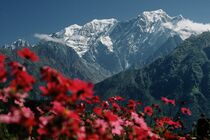 Flowers and ice von heiko13