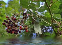 Himbbeeren am Wasser von Edgar Schermaul