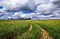 Prächtiges Weizenfeld im Frühling   by captainsilva