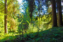 Wald -  forest  von M. Ziehr