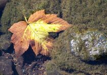 Blatt im Wasser von Regina Raaf