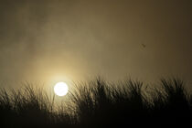 Sonnenaufgang von Stephan Zaun