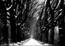 Allee im Winter von Torsten Reuschling