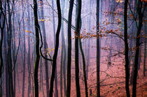 Buntes Laub im Nebelwald von waldlaeufer