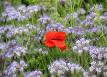 Mohn mittendrin. von Regina Raaf