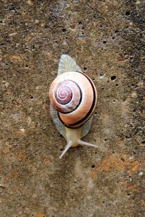 Schnecke mit Haus.