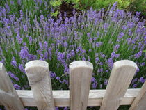 Lila Lavendel am Zaun von marie-t