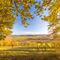 Herbstbaueme-landschaft-wein-k