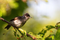 Mönchsgrasmücke (Sylvia atricapilla) by Dirk Rüter