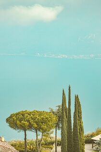 Trees of the Lake