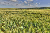 South Downs Crop von Malc McHugh